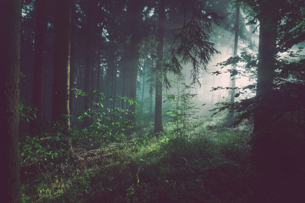 forests