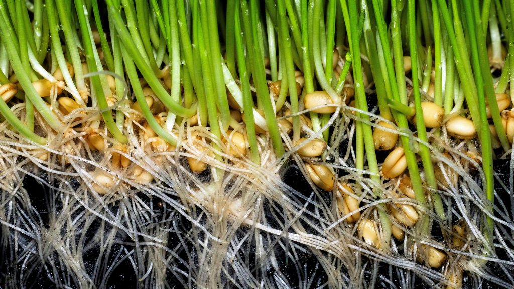 biochar